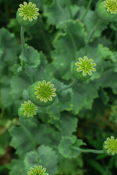 Groene Papaverkoppen Groeien Het Veld Bovenaanzicht — Stockfoto