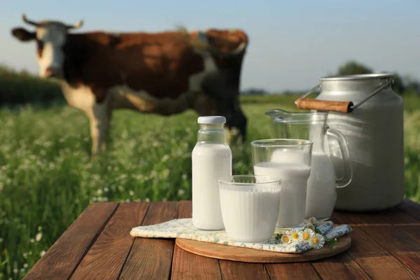 Milk Camomiles Wooden Table Cow Grazing Meadow — Stock Photo, Image