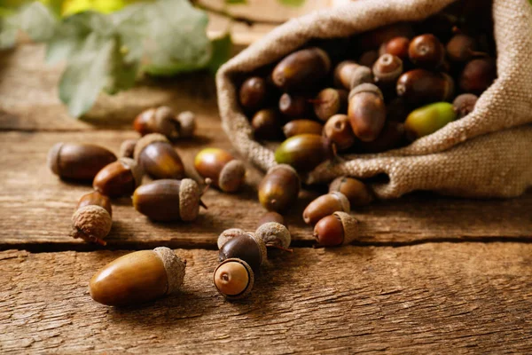 Sacco Con Molte Ghiande Foglie Quercia Sul Tavolo Legno Primo — Foto Stock