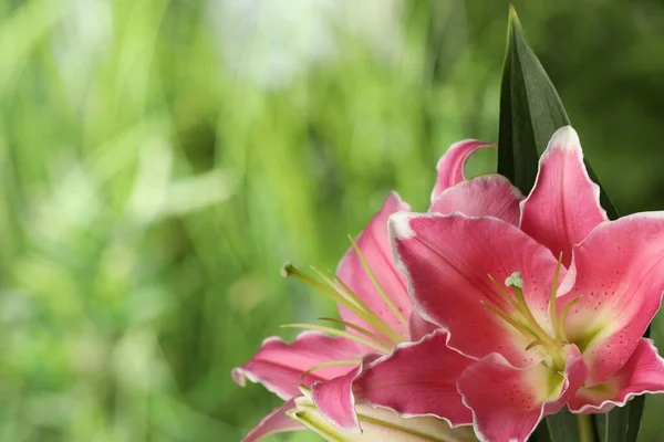 Vackra Rosa Lilja Blommor Utomhus Närbild Plats För Text — Stockfoto