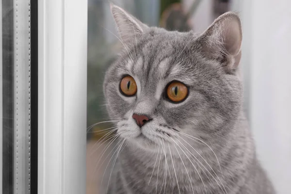 Söt Skotsk Rak Katt Nära Fönstret Inomhus Närbild — Stockfoto