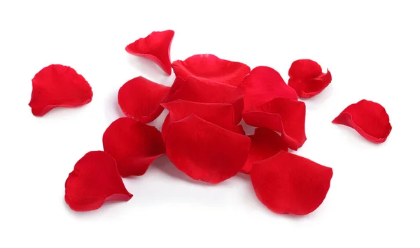 Багато Пелюсток Червоної Троянди Білому Тлі — стокове фото