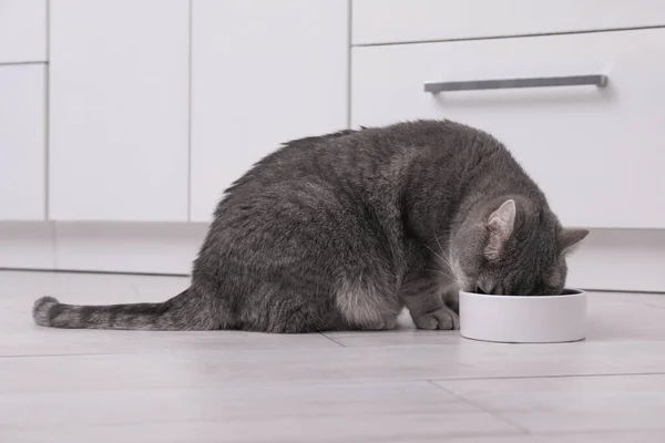 Χαριτωμένο Σκωτσέζικο Ευθεία Γάτα Τρώει Τροφές Ζώων Συντροφιάς Από Μπολ — Φωτογραφία Αρχείου