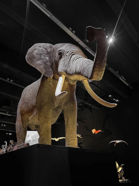 Μεγάλο Λούτρινο Ελέφαντα Στο Μουσείο Χαμηλή Γωνία — Φωτογραφία Αρχείου