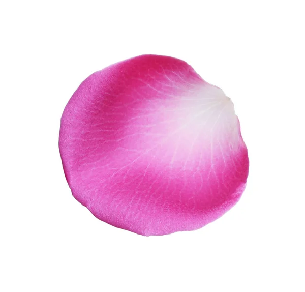 Pink Rose Flower Petal White Background — Stock Photo, Image