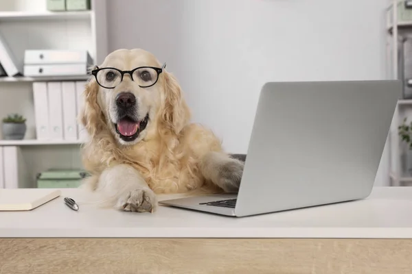 Cute Retriever Wearing Glasses Table Office Working Atmosphere — Stock Fotó