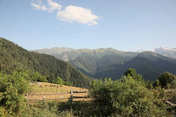 Dağ Tepesinde Otlayan Ineklerin Güzel Manzarası — Stok fotoğraf