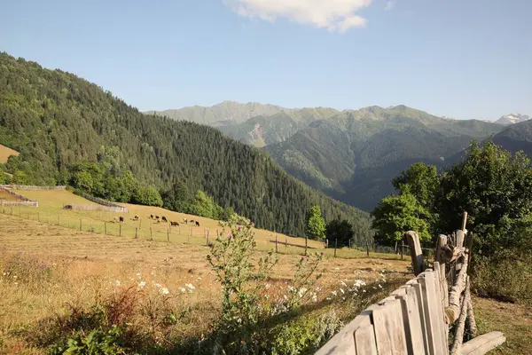 山の丘の上の牛の放牧の美しい景色 — ストック写真