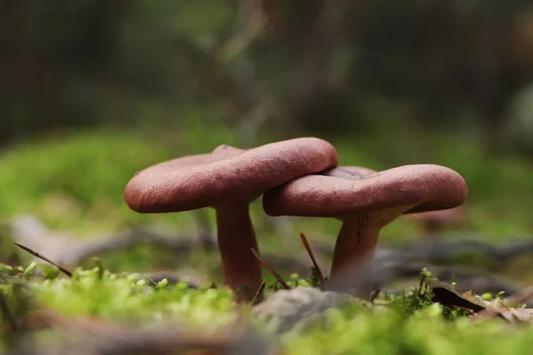 Beaux Champignons Lactaires Poussant Dans Forêt Jour Automne Gros Plan — Photo