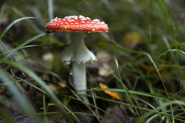 Seta Silvestre Fresca Creciendo Bosque Primer Plano Espacio Para Texto —  Fotos de Stock