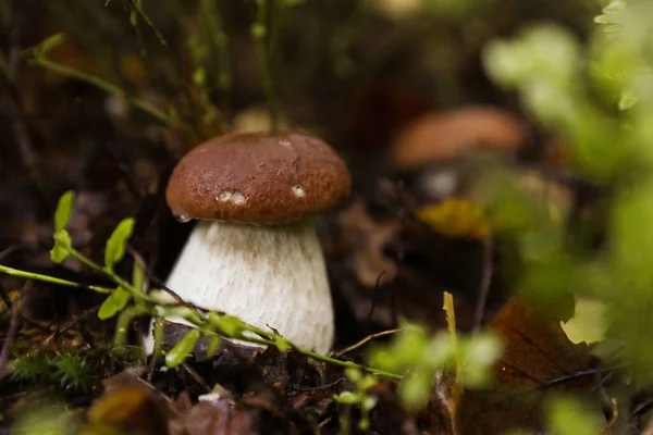 森林里生长着新鲜的野生蘑菇 案文的篇幅 — 图库照片