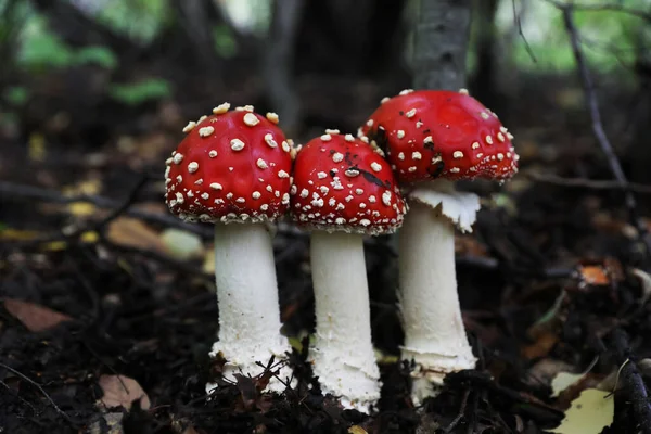 Fresh Wild Mushrooms Growing Forest Closeup — Stock Photo, Image