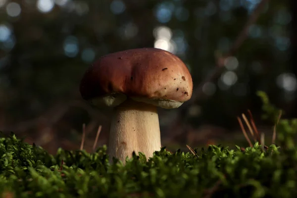 Prachtige Porcini Paddestoel Groeiend Het Bos Herfstdag — Stockfoto