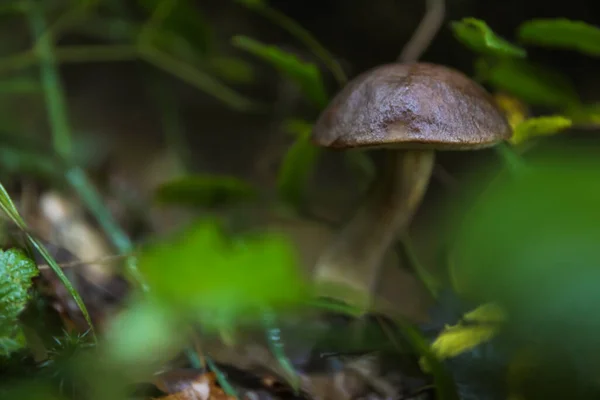 Fungo Selvatico Fresco Che Cresce Nella Foresta Primo Piano Spazio — Foto Stock