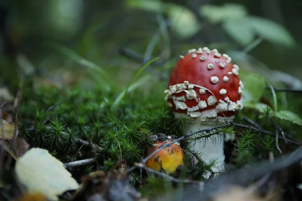 森林里生长着新鲜的野生蘑菇 案文的篇幅 — 图库照片