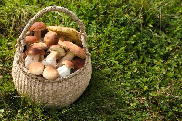 Cesta Mimbre Con Setas Silvestres Frescas Aire Libre Espacio Para — Foto de Stock