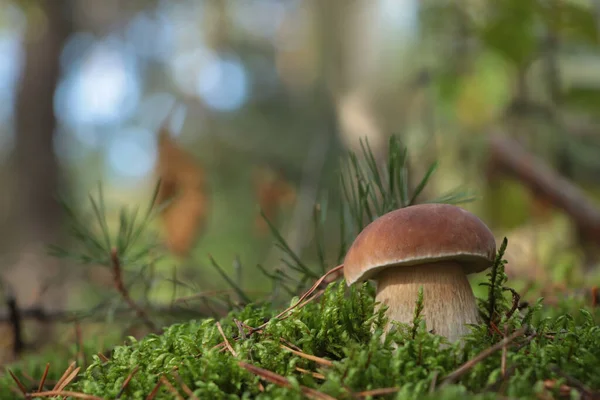 Porcini Mantarı Ormanda Yetişiyor Metin Için Boşluk — Stok fotoğraf