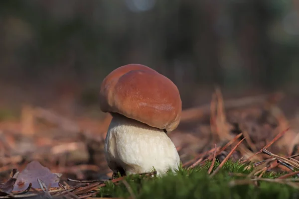 森林中生长的香菇 特写镜头 — 图库照片