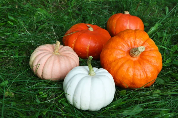 Many Ripe Pumpkins Green Grass Outdoors — Stock Photo, Image