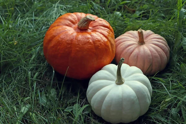 Different Ripe Pumpkins Green Grass Outdoors — Stock Photo, Image