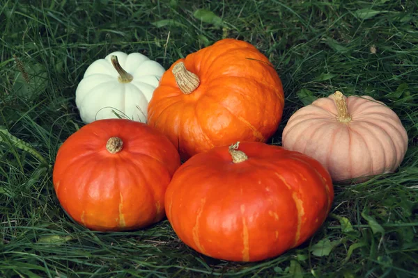 Many Ripe Pumpkins Green Grass Outdoors — Stock Photo, Image