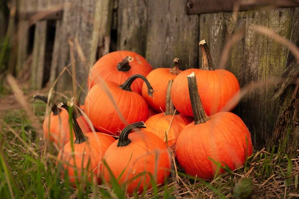 Many Ripe Orange Pumpkins Grass Wooden Fence Outdoors — Stock Photo, Image