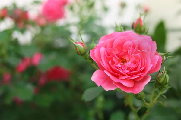 Όμορφο Ροζ Τριαντάφυλλο Και Μπουμπούκια Εξωτερικούς Χώρους Κοντινό Πλάνο Χώρος — Φωτογραφία Αρχείου