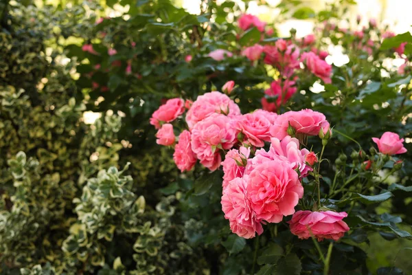 Schöne Blühende Rosensträucher Freien Sonnigen Tagen — Stockfoto