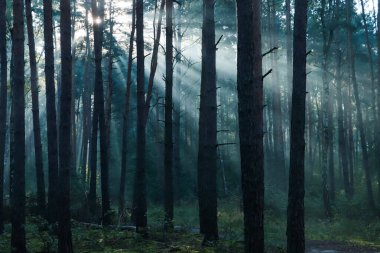 Ağaçların arasından parlayan güneş ışınlarıyla muhteşem orman manzarası