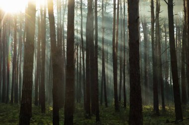Ağaçların arasından parlayan güneş ışınlarıyla muhteşem orman manzarası