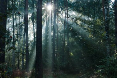 Ağaçların arasından parlayan güneş ışınlarıyla muhteşem orman manzarası