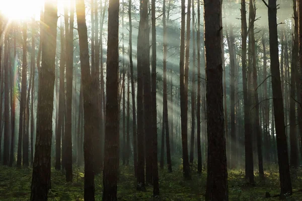 Величний Вид Ліс Сонячними Променями Світяться Крізь Дерева Вранці — стокове фото