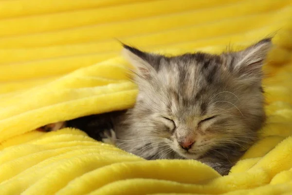 Χαριτωμένο Γατάκι Κοιμάται Απαλή Κίτρινη Κουβέρτα — Φωτογραφία Αρχείου