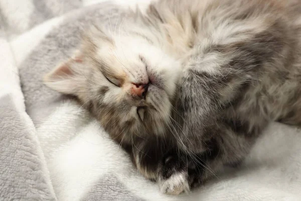 Gatinho Bonito Dormindo Cobertor Macio Bebê Animal — Fotografia de Stock