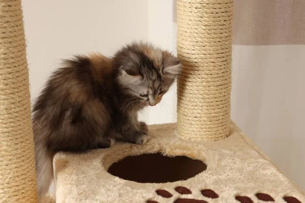 Kedi ağacında arka planda sevimli tüylü kedi yavrusu