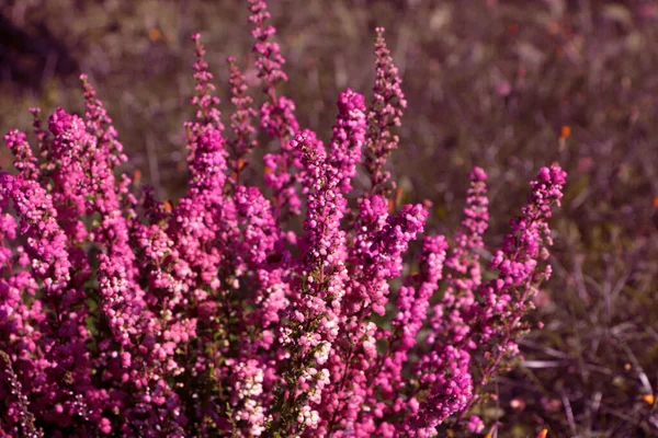 Θάμνος Χέδερ Όμορφα Ανθισμένα Λουλούδια Εξωτερικούς Χώρους Την Ηλιόλουστη Μέρα — Φωτογραφία Αρχείου