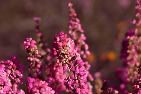 Güneşli Bir Günde Açık Havada Çiçek Açan Heather Çalısı Yakın — Stok fotoğraf