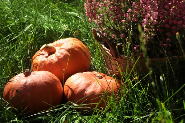 Wicker Basket Beautiful Heather Flowers Pumpkins Outdoors Sunny Day — Stock fotografie