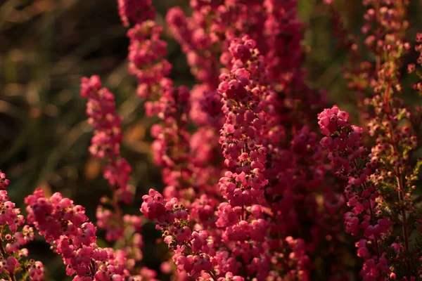 Heather Shrub Beautiful Blooming Flowers Outdoors Sunny Day Closeup — Stock Photo, Image