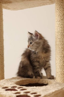 Kedi ağacında arka planda sevimli tüylü kedi yavrusu
