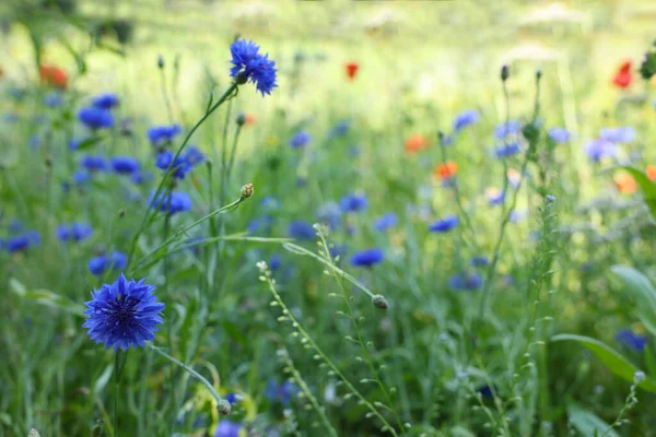 Beautiful Green Meadow Blooming Wild Flowers — Stockfoto