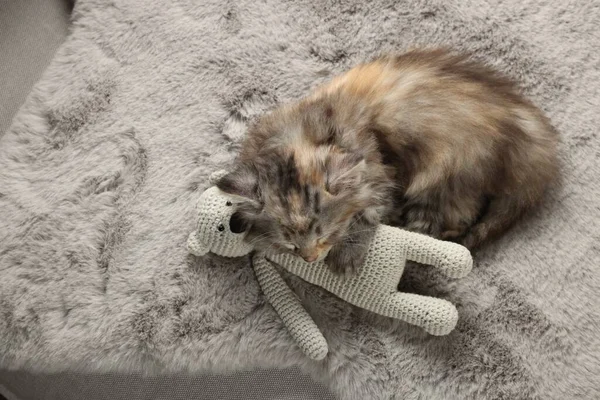 可愛いです子猫睡眠とともにおもちゃオンファジィグレー毛布 トップビュー — ストック写真