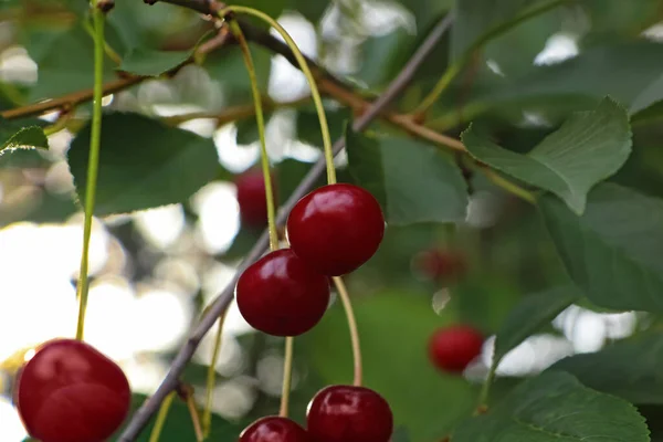 Closeup View Cherry Tree Ripe Red Berries Outdoors — Fotografia de Stock