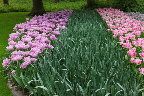 公园里生长着许多美丽的郁金香花 春季季节 — 图库照片