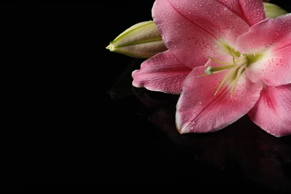 Bunga Bunga Bunga Bunga Bakung Merah Muda Yang Indah Dengan — Stok Foto