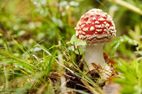 Verse Wilde Paddenstoel Groeit Het Bos Close Ruimte Voor Tekst — Stockfoto