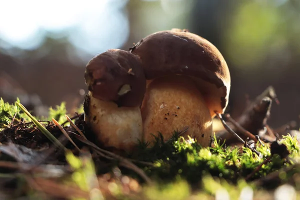 Bei Funghi Porcini Che Crescono Nella Foresta Giorno Autunno Primo — Foto Stock