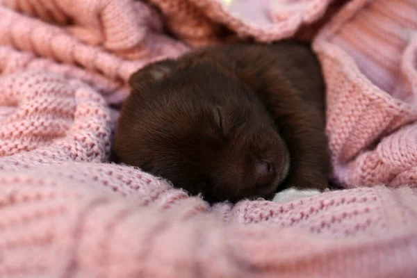 Cute Puppy Sleeping Pink Knitted Blanket Closeup — Stock fotografie