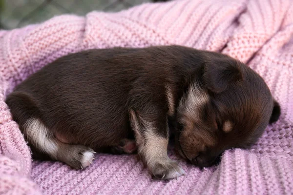 Cute Puppy Sleeping Pink Knitted Blanket Closeup — Stock fotografie