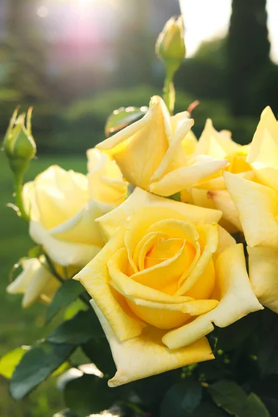 Hermosas Rosas Amarillas Aire Libre Día Soleado Primer Plano — Foto de Stock
